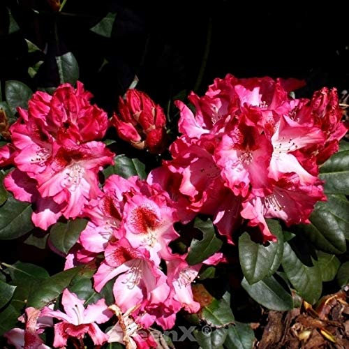 INKARHO - Großblumige Rhododendron Marianka 30-40cm - Alpenrose