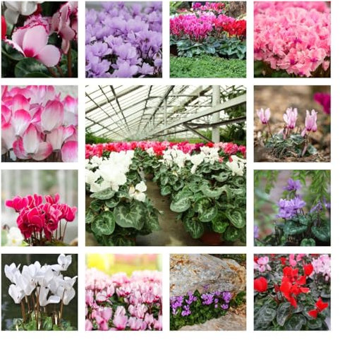 200 Pcs Alpenveilchen Winterhart Samen, Gartenblumen Bonsai Samen (Cyclamen Persicum) Topfpflanzen Draußen Winterhart Deko Blumen Seltene Pflanzen Balkon Blumen Garten Geschenk Gartenblumen