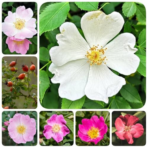 350 pz semi di rosa canina - vaso bonsai del prato delle rosa canina - pianta di rosa canina - piante autunnali dalla fioritura resistente semi di pascolo per semi di fiori