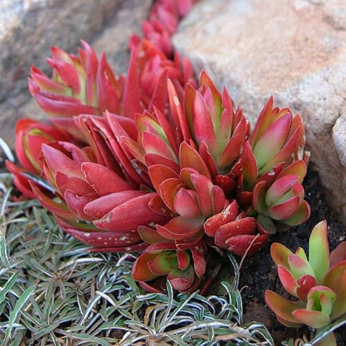 Semillas de plantas suculentas gigantes frescas 100 piezas 60 piezas rojas
