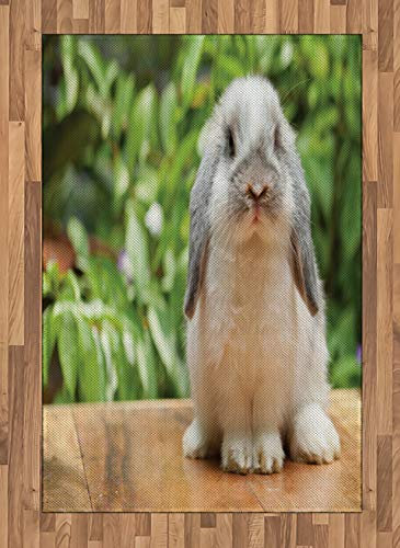 ABAKUHAUS Hase Teppich, Foto von Holland Lop Rabbit, Flachgewebe Deko-Teppiche für das Wohn-,Schlaf-, und Essenszimmer, 120 x 180 cm, Weiß Grün