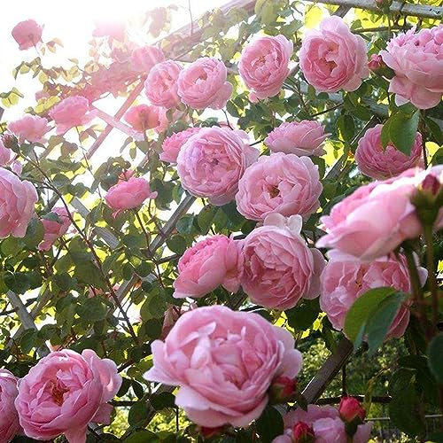 PERZOE 100 piezas de semillas de rosas trepadoras, planta de flores, hogar, jardín, techo, bonsái, decoración de balcón Rosado
