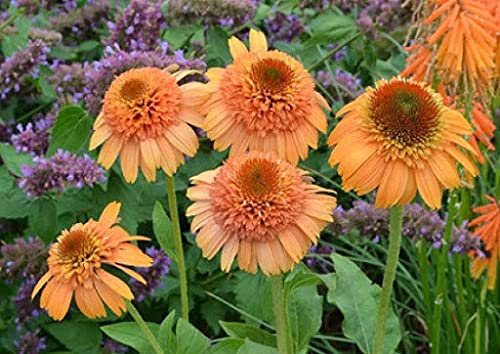 15 semillas de plantas de grosella espinosa