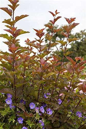 Fasanenspiere Physocarpus opulifolius 'Lady in Red' -R- im Topf gewachsen ca. 60-100cm