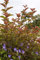 Fasanenspiere Physocarpus opulifolius 'Lady in Red' -R- im Topf gewachsen ca. 60-100cm
