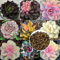 PERZOE 100 piezas de semillas de plantas suculentas raras mixtas, decoración de bonsái perenne para balcón de jardín Semillas suculentas 100pcs