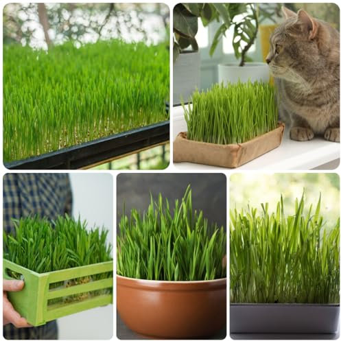 Semillas de hierba para gatos orgánicas - hierba para gatos plantas en macetas resistentes plantas de salón La hierba para gatos está completamente desarrollada, plantas de otoño 500pcs