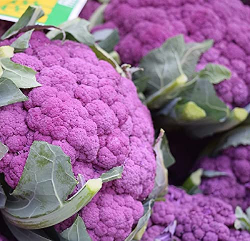100 Graines de Chou-Fleur Violet - jardins potager légumes rare - semences paysannes
