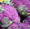 100 Graines de Chou-Fleur Violet - jardins potager légumes rare - semences paysannes