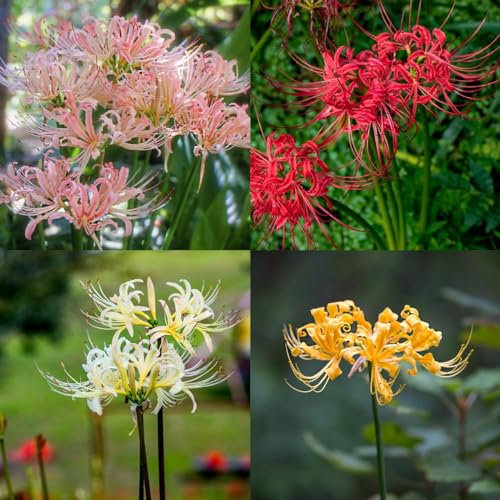 12 pcs Blutblume Zwiebeln Kaufen - Zimmerpflanze Praktische Geschenke Wildblumen Stauden Spinnenlilie Zwiebeln, Blutblume Zwiebel Gartenpflanzen Blumen Geschenk, Seltene Pflanzen Hydrokultur