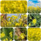 semillas de mostaza organicas - semillas semillas de mostaza para verduras de balcón Jardín de hierbas de interior, invernadero, balcón plantas resistentes en macetas Planta de 550pcs