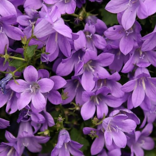 Plant Theory 9cm Pot Campanula Portenschlagiana Dalmatian Bellflower Alpines Perennial