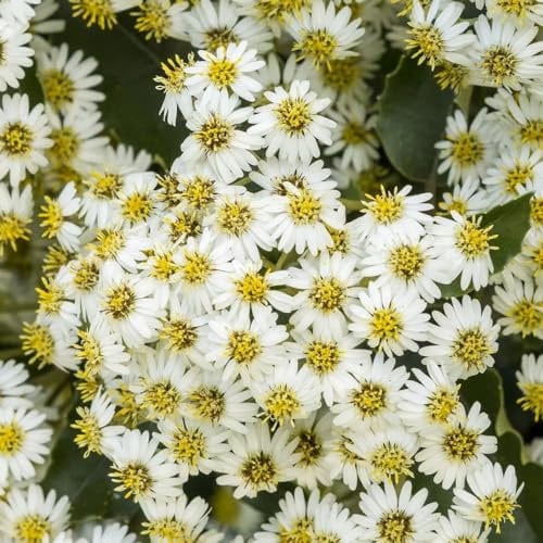 Plant Theory Daisy Bush Olearia x Haastii Shrub Plant 2L Pot