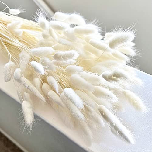 120PCS Getrocknete Blumen Hasenschwänze Pampasgras Natürlicher Kaninchenschwanz Getrockneter Blumenstrauß Pampasgras Dekor für Wohnkultur Boho Zuhause Dekoration Blumenarrangements(Weißes)