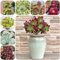 Aeonium arboreum samen sukkulenten Seltene Pflanzen Serie schattenpflanzen winterhart immergrüne kübelpflanze ziergras topfpflanzen pflanzen für draußen ausgefallene balkon hochbeet 80pcs