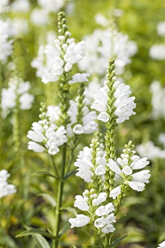 Physostegia virginiana 'Summer Snow' ca. 9x9 cm Topf - Gelenkblume, weiße Blüten, Blütezeit Juli-September, ideal für Rabatten, pflegeleicht und winterhart