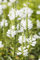 Physostegia virginiana 'Summer Snow' ca. 9x9 cm Topf - Gelenkblume, weiße Blüten, Blütezeit Juli-September, ideal für Rabatten, pflegeleicht und winterhart