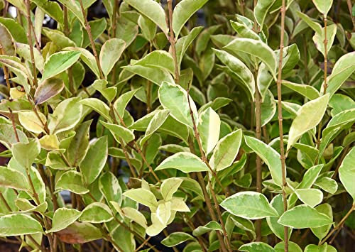Golden Privet Hedging Ligustrum ovalifolium 'Aureum' Evergreen Hardy Shrub White Easy to Grow Hedge 1 x 10 Litre Potted Plant by Thompson and Morgan