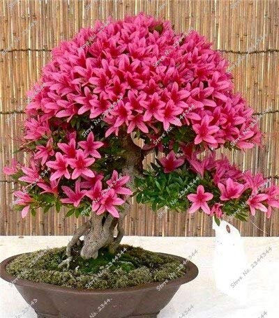 20 Stück Mini-Brunnen weinender Kirschbaum, DIY-Hausgarten-Zwergbaum, Ziersamen, Sakura-Baum-Samen für Zuhause: Samen