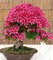 20 Stück Mini-Brunnen weinender Kirschbaum, DIY-Hausgarten-Zwergbaum, Ziersamen, Sakura-Baum-Samen für Zuhause: Samen