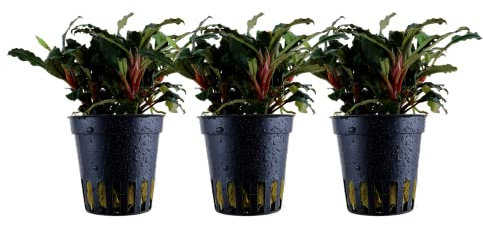 AquaOne Aquarium Pflanze 3 Stück Bucephalandra sp. 'Red' I Wasserpflanze Aquariumpflanze Wurzelstock/Rhizom voll durchwurzelt einfach pflegeleicht Aquascaping Dekoration