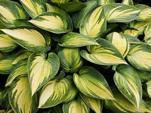 bulbi di hosta Hosta Hosta Pianta Rizoma Hosta Rizoma Di Hosta Resistente Al Freddo Perenne Decorazione Del Giardino Piante Rare Rizoma Di Hostab Hosta Pianta In Vaso-8bulbi