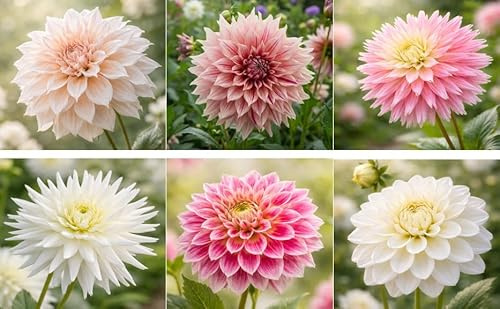 Dahlienknollen Mix Pastellfarben – 6 Sorten Dahlia Border Mix Elegant – Weiß, Creme & Rosa Blüten – Lange Blüte Juli–Herbst – Schnittblumen inkl. Anleitung