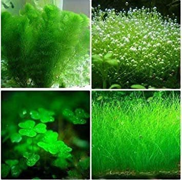Plants Fish Tank Aquarium Decoration Grass Seed Outdoor Plants 50 Seeds/Pack