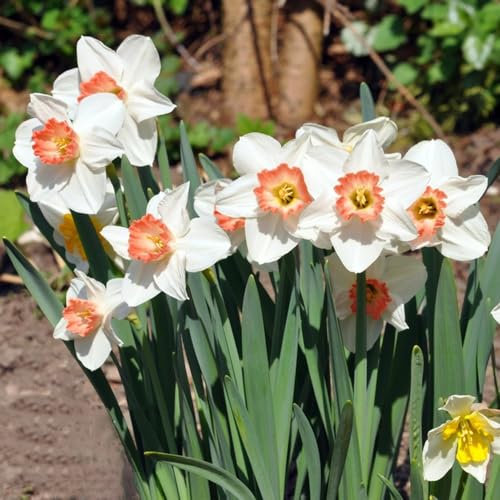 3 Pcs Narzissen Zwiebeln Winterhart Mehrjährig, Pflanzen Für Draußen Winterhart, Kleine Geschenke Narcissus Tazetta - Blumenzwiebeln Narzissen - Blumenzwiebeln Frühblüher, Deko Wohnzimmer