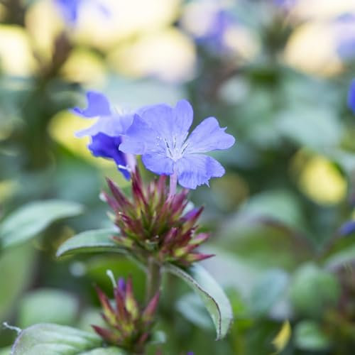 Bio Chinesischer Bleiwurz, blau, Topf 11x11 cm, 3 Pflanzen