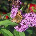Buddleja Davidii Schmetterlingsstrauch Sommerflieder insektenfreundlich | Perfekt für Bienen, Hummeln und Schmetterlinge (40-60 cm(C3), Ile de France)