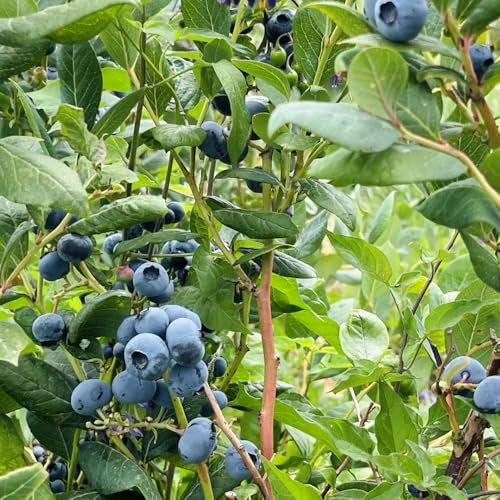 400 pz semi di mirtilli, alberi da frutto, acquista regali per gli amanti del giardino Semi di mirtillo selvatico, vaccinium, regalo di frutta fresca da giardino mirtilli che piantano