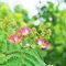 50 pcs seidenbaum winterhart samen, winterharte stauden, balkon pflanzen, Albizia julibrissin, winterharte pflanzen für garten, kübelpflanzen winterhart zimmerpflanze, bodendecker