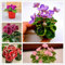 Shopmeeko Samen: 200pcs Mischfarbe Mini Violet Plantas, Usambaraveilchen Bonsai, Mini-Garten-Anlagen violette Blumen Staude Matthiola Incana: mix