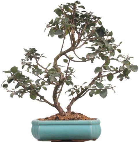 Bonsai - Ilex meservae, Stechpalme 216/59