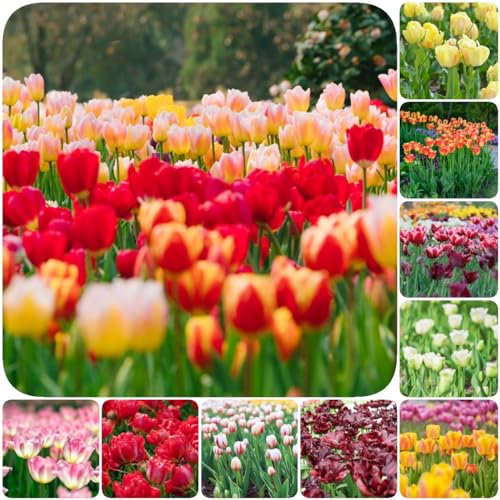 7 pcs tulpenzwiebeln winterhart - winterharte stauden mehrjährig tulpen zwiebeln,tulpenzwiebel, bonsai topf luftreinigende zimmerpflanzen blumenzwiebeln mehrjährig winterhart