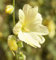 Russische Stockrose - Alcea rugosa