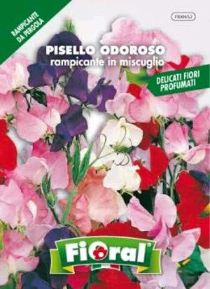 Sementi da fiore di qualità in bustina per uso amatoriale (PISELLO ODOROSO RAMPICANTE IN MISCUGLIO)