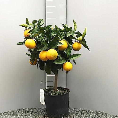 SAVINI VIVAI Pianta di Arancio Albero di Agrumi Arancio Valencia in Vaso da 20 cm Altezza 70 cm 2-3 Anni di innesto Made Italy