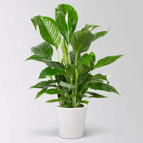 Einblatt 'Vivaldi', Topf-Ø 17 cm, mit Topf Dallas weiß, Höhe ca. 60-80 cm