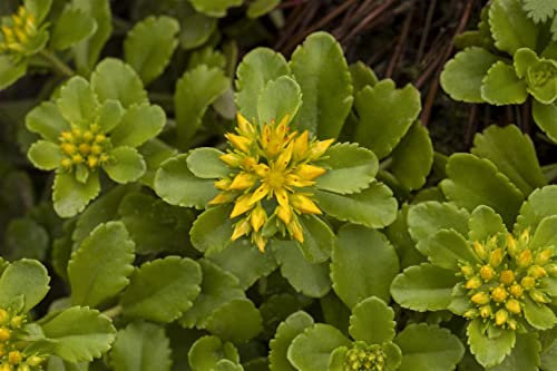Sedum floriferum 'Weihenstephaner Gold' ca. 9x9 cm Topf - Fetthenne, goldgelbe Blüten, Blütezeit Juni-August, ideal für Steingärten, trockenheitsresistent, pflegeleicht