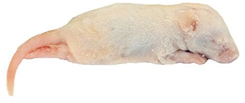 Frozen Mice - Crawlers 6-10g - Pack of 25