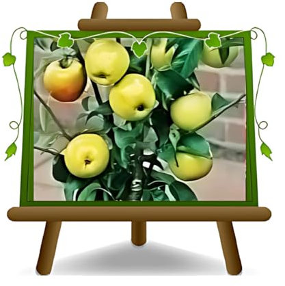 Melo Nano - Pianta da frutto su vaso da 26 - max 100 cm - 4 anni