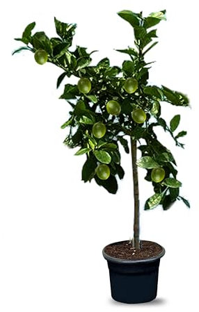 Citrus Aurantifolia, lime vero, 160 cm, A+