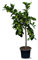 Citrus Aurantifolia, lime vero, 160 cm, A+