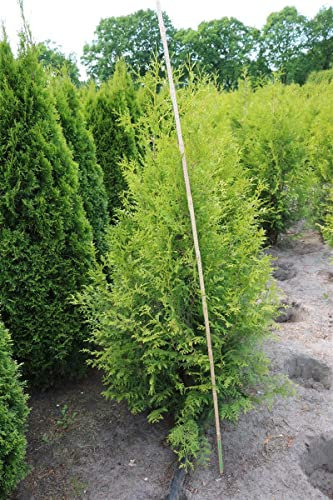 Thuja occidentalis 'Brabant' 150-175 cm - Lebensbaum, immergrün, ideal als Hecke, schnellwachsend, winterhart, pflegeleicht