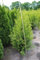 Thuja occidentalis 'Brabant' 150-175 cm - Lebensbaum, immergrün, ideal als Hecke, schnellwachsend, winterhart, pflegeleicht
