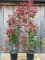 Fotinia Photinia x fraseri Red Robin pianta da siepe in vaso H 100/120 cm Vivaio di Castelletto
