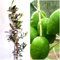 Árbol Olivo Picual, 80-100 cm. Olea europaea. Variedad productiva, con aceitunas para aceite de oliva. Segura Garden.