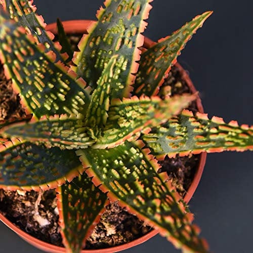 Aloe ‘Danyz’ Tender Succulent Indoor House Plant, Unique Foliage Green Rosettes with Orange Serrated Edges, Low Maintenance Plant, 2X 9cm Pots Aloe ‘Danyz’ by Thompson and Morgan (2)